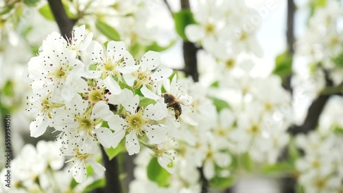 A bee in a plum blossom collects nectar among the white flowers of a fruit tree. A honey bee works on a tree in spring. Orchard