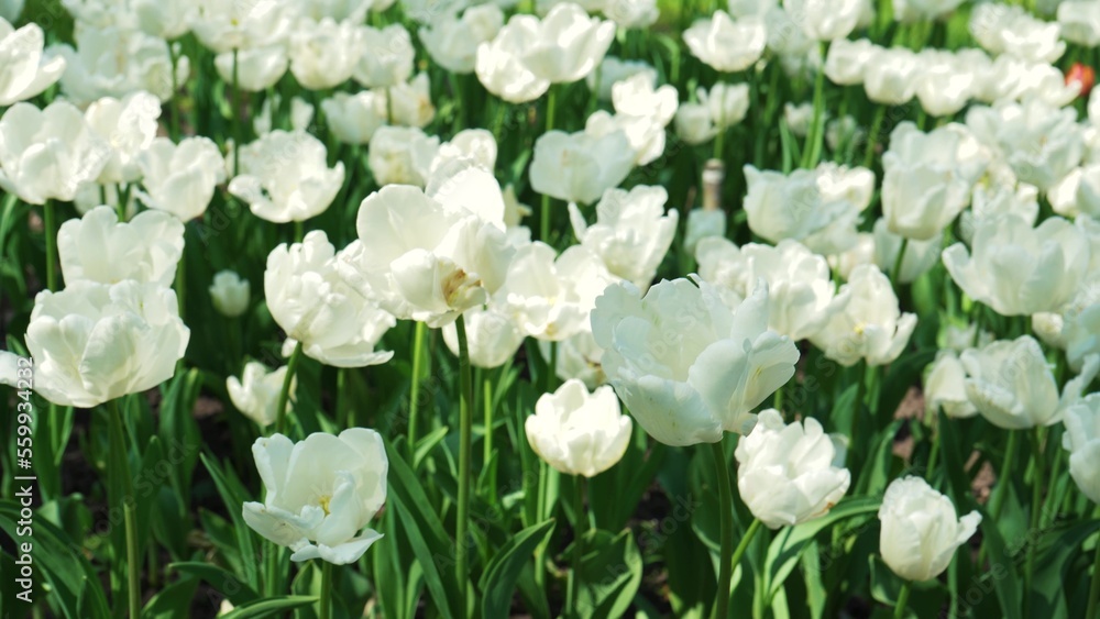 Fototapeta premium A flower bed of white tulips grows in the park. Bulb flower bud close up. Blooming spring flower in the botanical garden. Multicolored plants on the lawn. Floriculture on the field