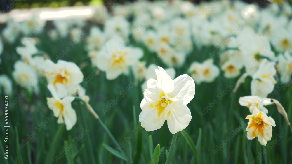 Fototapeta premium A flower bed of white narcissus grows in the park. Bulb flower bud close up. Blooming spring flower in the botanical garden. Multicolored plants on the lawn. Floriculture on the field
