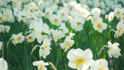 A flower bed of white narcissus grows in the park. Bulb flower bud close up. Blooming spring flower in the botanical garden. Multicolored plants on the lawn. Floriculture on the field