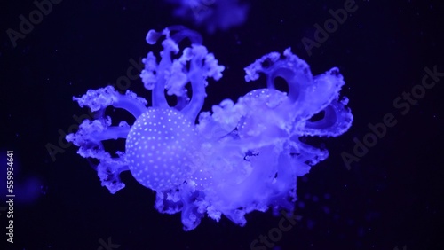video collection. Sea and ocean jellyfish swim in the water close-up. Illumination and bioluminescence in different colors in the dark. Exotic and rare jellyfish in the aquarium