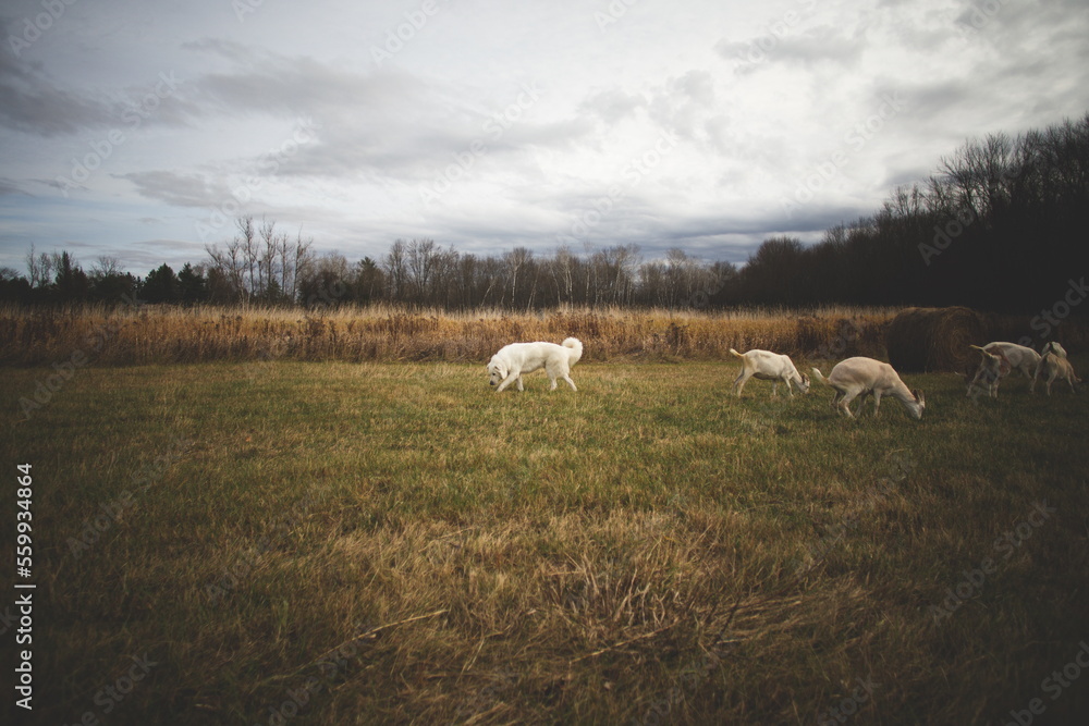 Obraz premium A maremma sheepdog on a farm in Ontario, Canada.