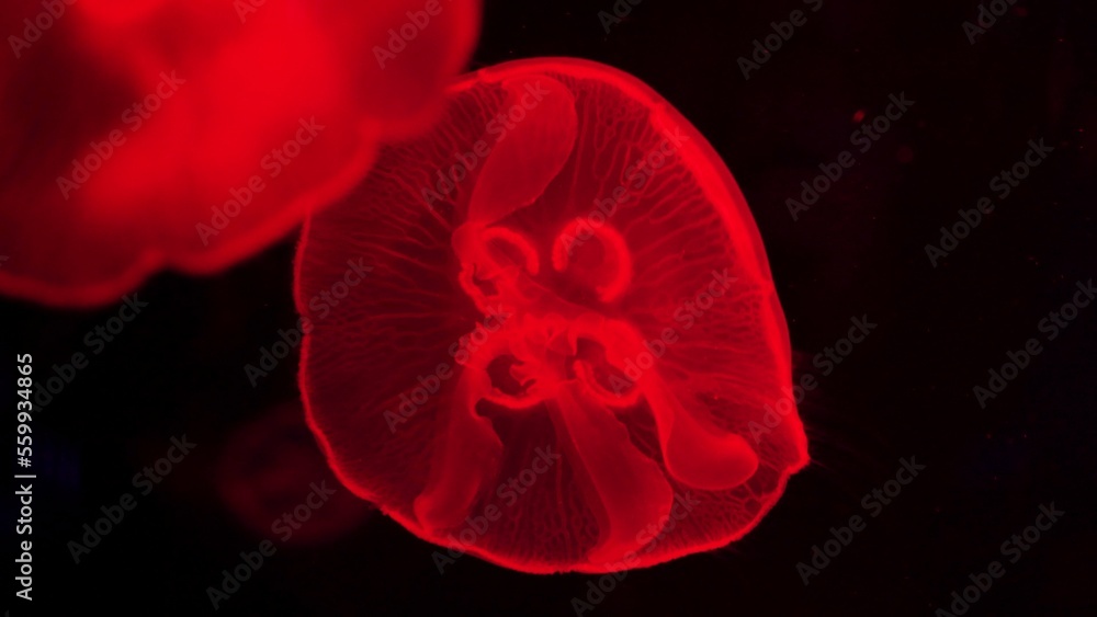 Obraz premium video collection. Sea and ocean jellyfish swim in the water close-up. Illumination and bioluminescence in different colors in the dark. Exotic and rare jellyfish in the aquarium