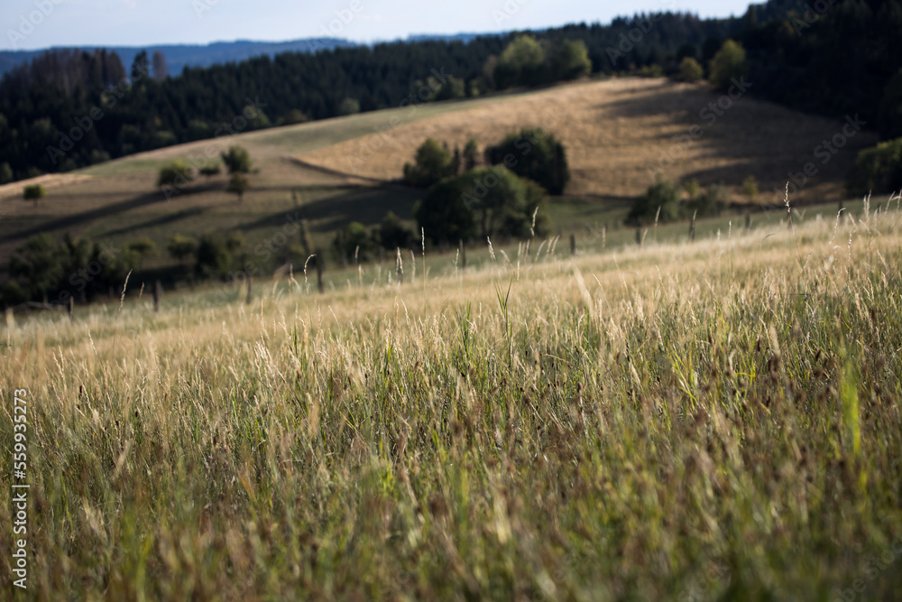 a herb meadow in summer