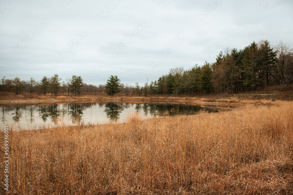 Reflection of Evergreen Trees in Pond Near Field of Beige Grass