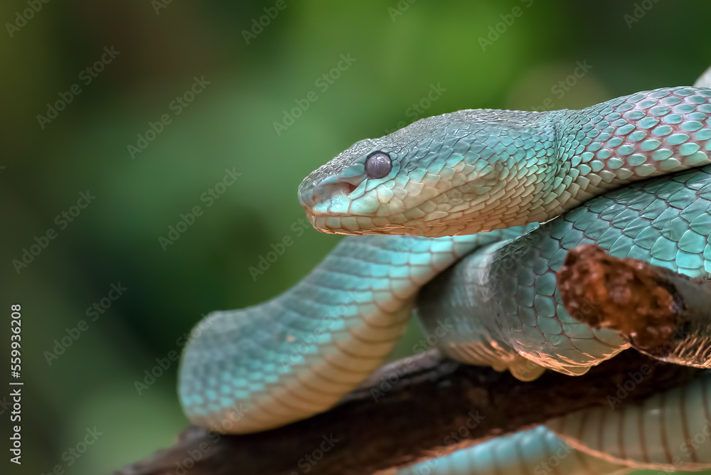 Trimesurus insularis also known as blue viper Trimesurus insularis also known as blue viper