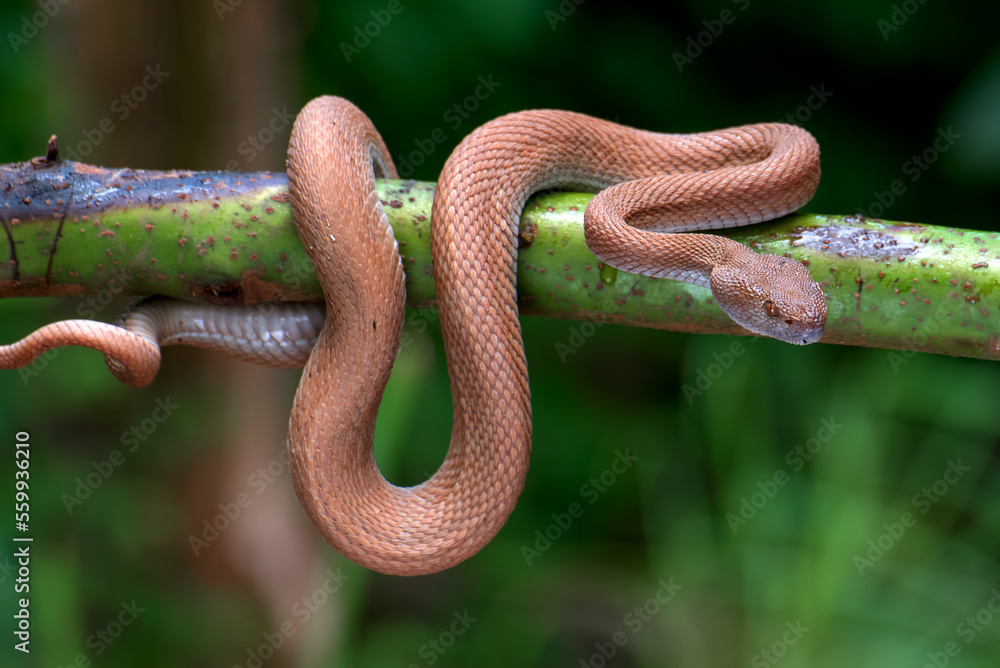 Obraz premium Mangrove pit viper with prey