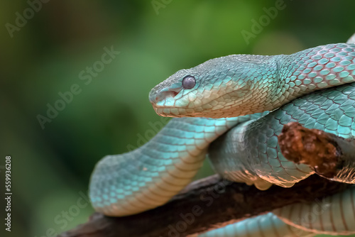 Trimesurus insularis also known as blue viper