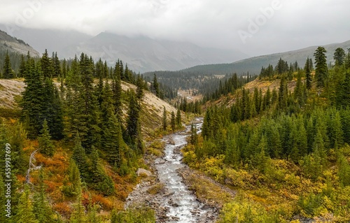 During autumn, looking east through the forest along Hilda Creek from Icefields Parkway at Saskatchewan River Crossing in Kananaskis Country (Claresholm), Alberta, Canada.