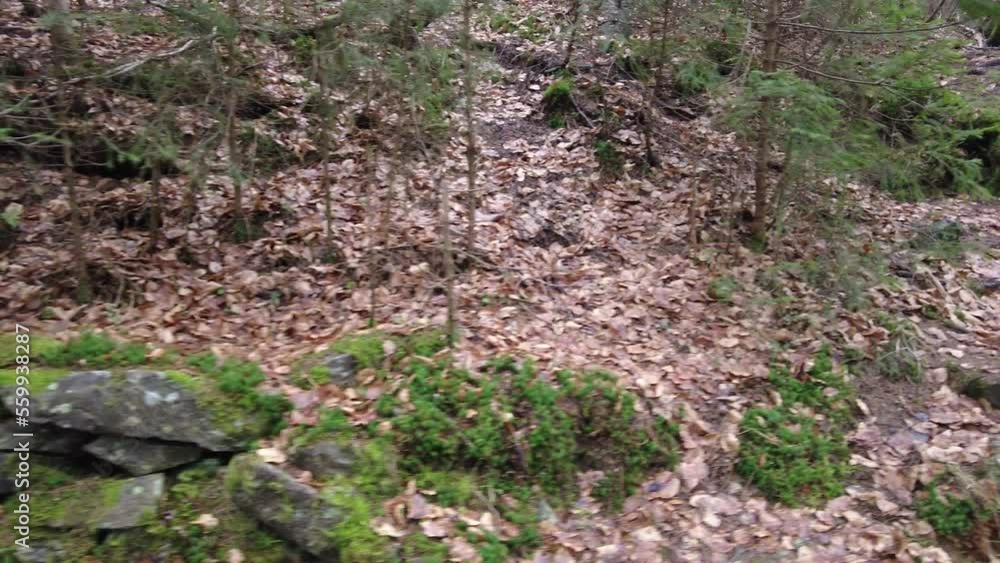 A forest path in the mountains of Ukraine. High mountain lake Synevyr. A forest path in the mountains of Ukraine. High mountain lake Synevyr.