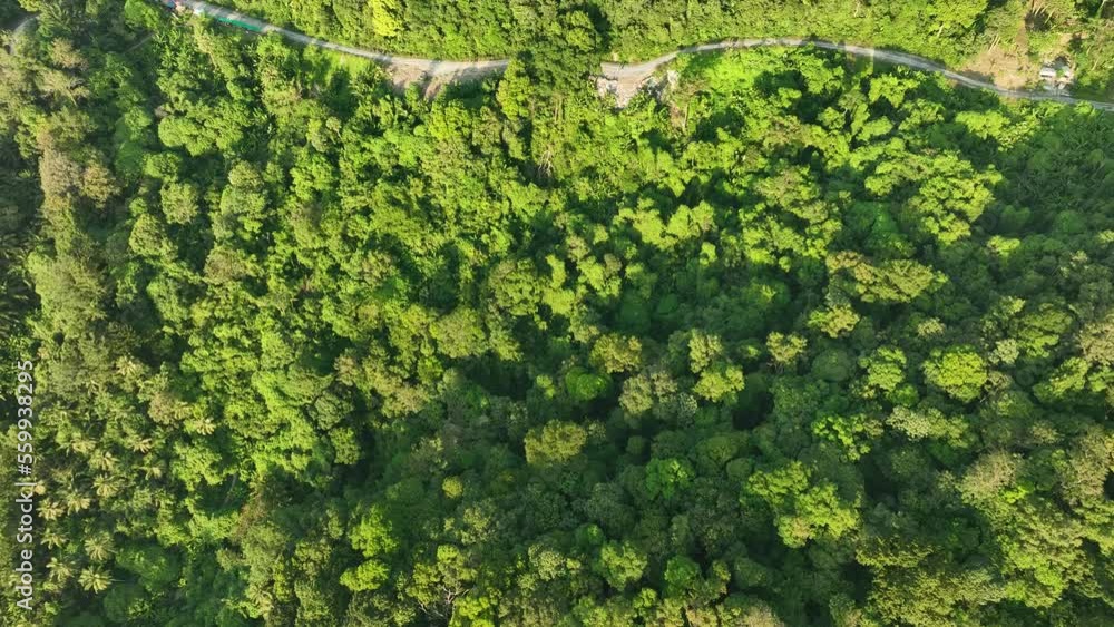 Aerial view forest trees Rainforest ecosystem and nature environment concept and background Aerial view forest trees Rainforest ecosystem and nature environment concept and background