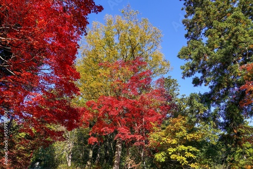 青空バックに見上げるカラフルな紅葉情景＠京都