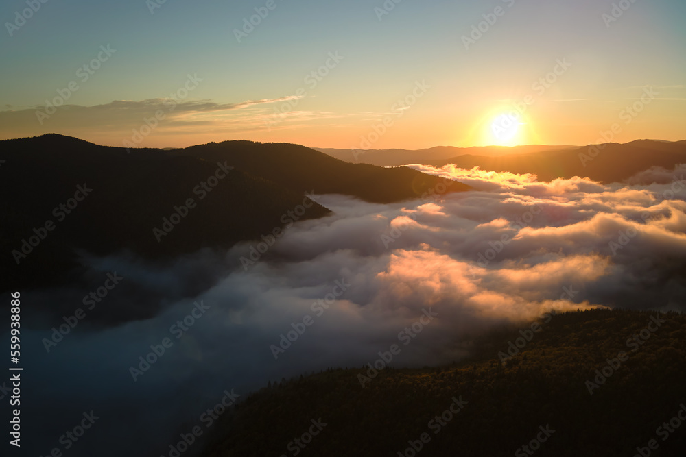 Obraz premium Aerial view of foggy evening over dark pine forest trees at bright sunset. Amazingl scenery of wild mountain woodland at dusk