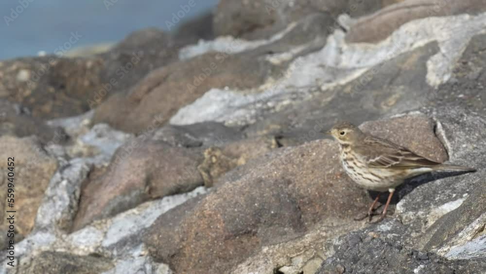 buff bellied pipit in a seashore buff bellied pipit in a seashore