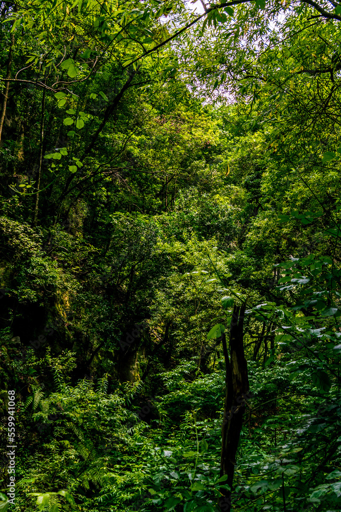 Fototapeta premium Vegetación en la isla de La Palma.