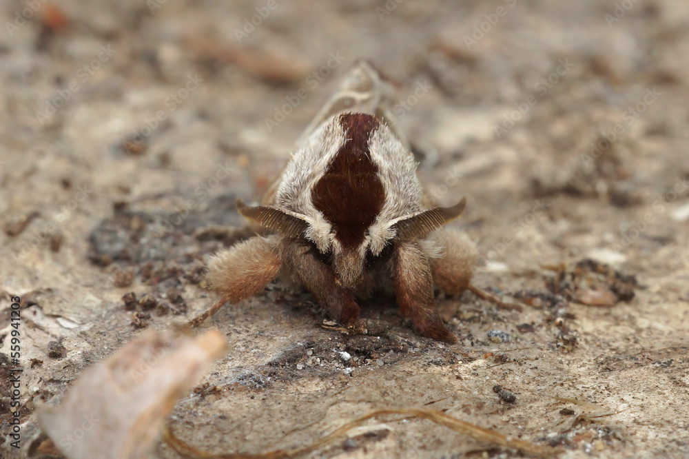 Obraz premium Close up of the European chocolate-tip moth, Clostera curtula on wood