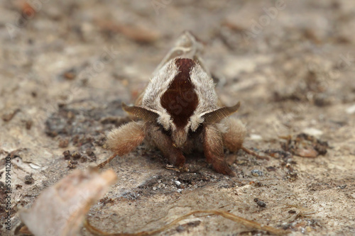 Close up of the European chocolate-tip moth, Clostera curtula on wood photo