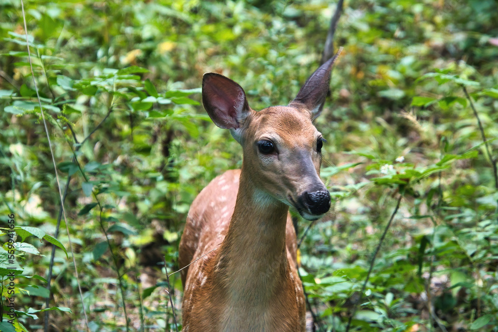 On a summer day, a whitetail fawn watches from a lush green forest.