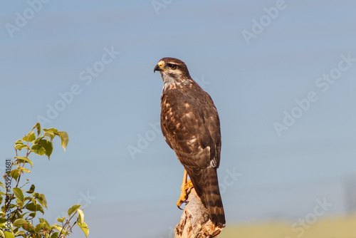 Young hawk watching for game on a branch
