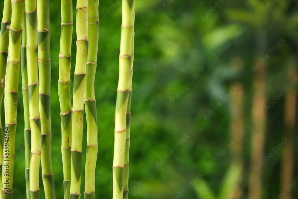Obraz premium Bamboo stems on blurred background, closeup