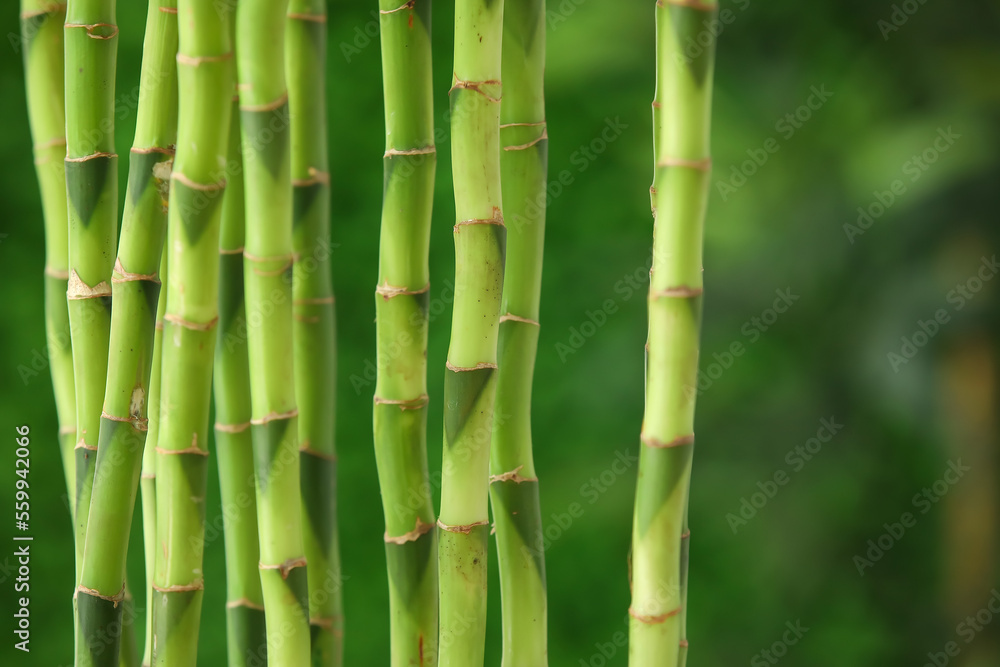 Obraz premium Bamboo stems on blurred background, closeup