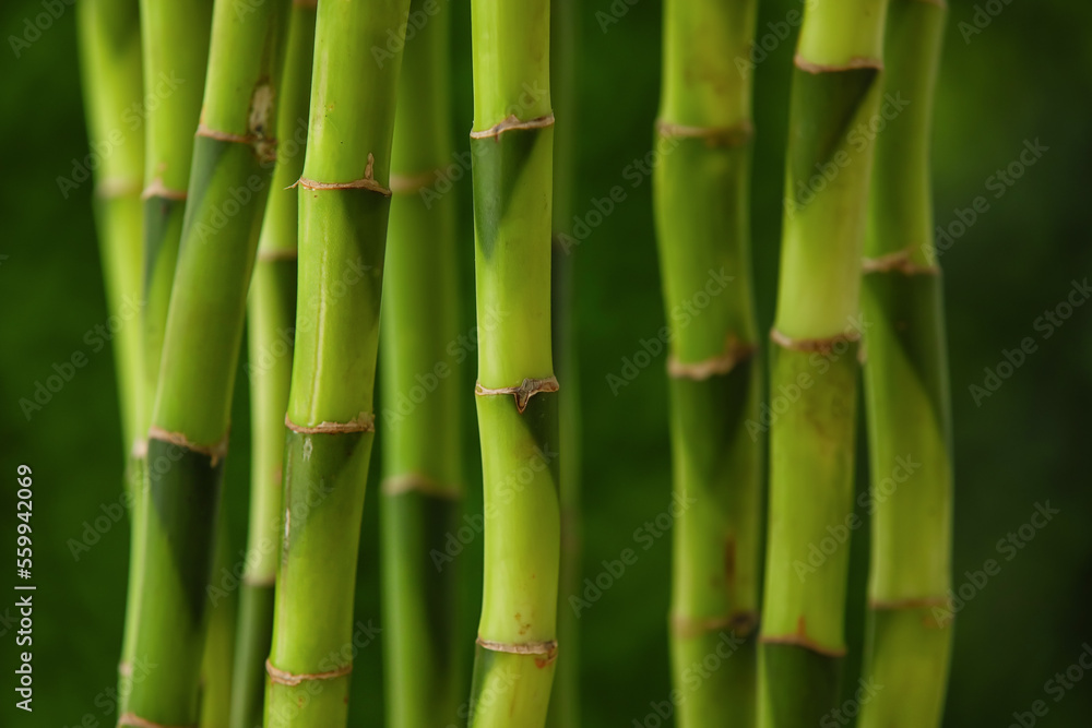Bamboo stems on blurred background, closeup Bamboo stems on blurred background, closeup