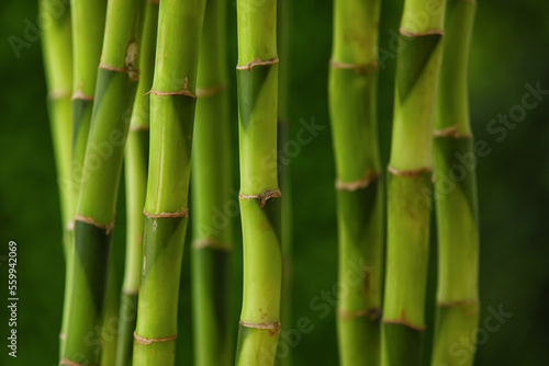 Fototapeta Naklejka Na Ścianę i Meble -  Bamboo stems on blurred background, closeup