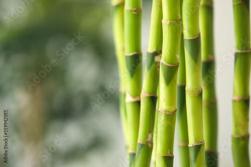 Fototapeta Naklejka Na Ścianę i Meble -  Bamboo stems on blurred background, closeup