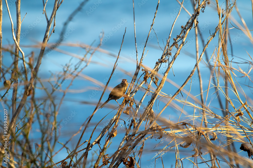 bird on a branch bird on a branch