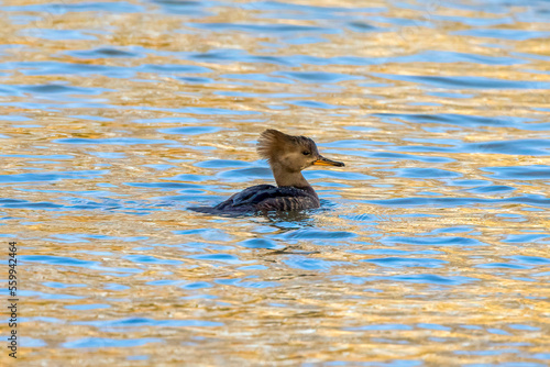 duck swimming in the water