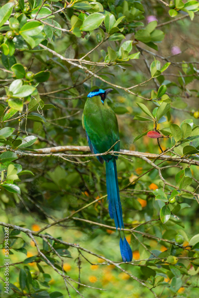 colombian bird momotus momota aequatorialis colombian bird momotus momota aequatorialis