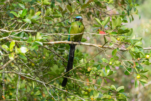 colombian bird momotus momota aequatorialis photo
