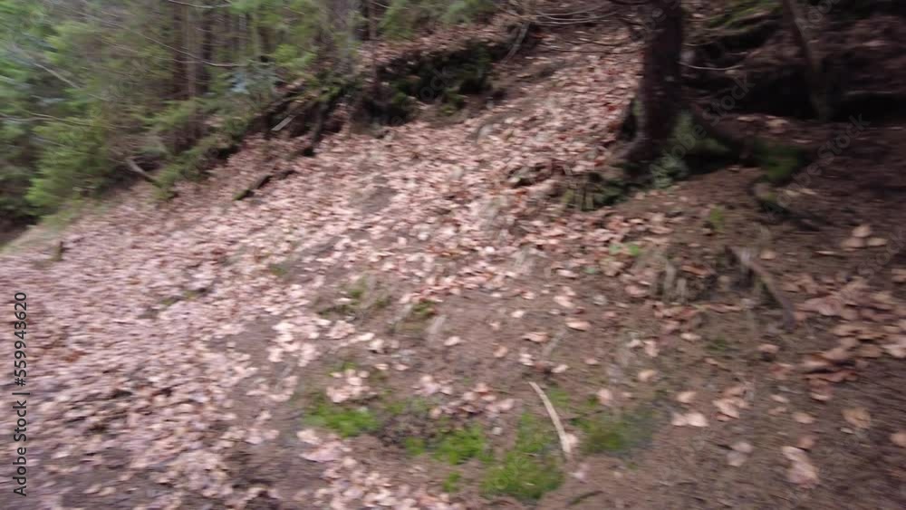 A forest path in the mountains of Ukraine. High mountain lake Synevyr.