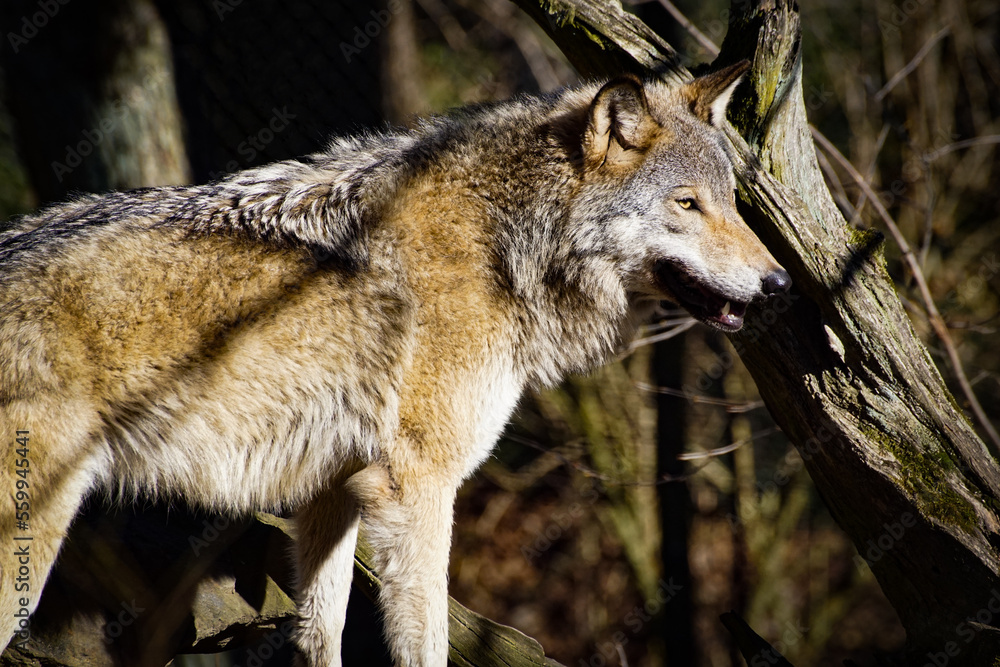 Obraz premium wolf in the forest