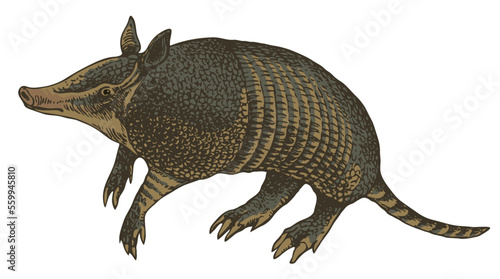 vector realistic drawing sketch wild animal armadillo
