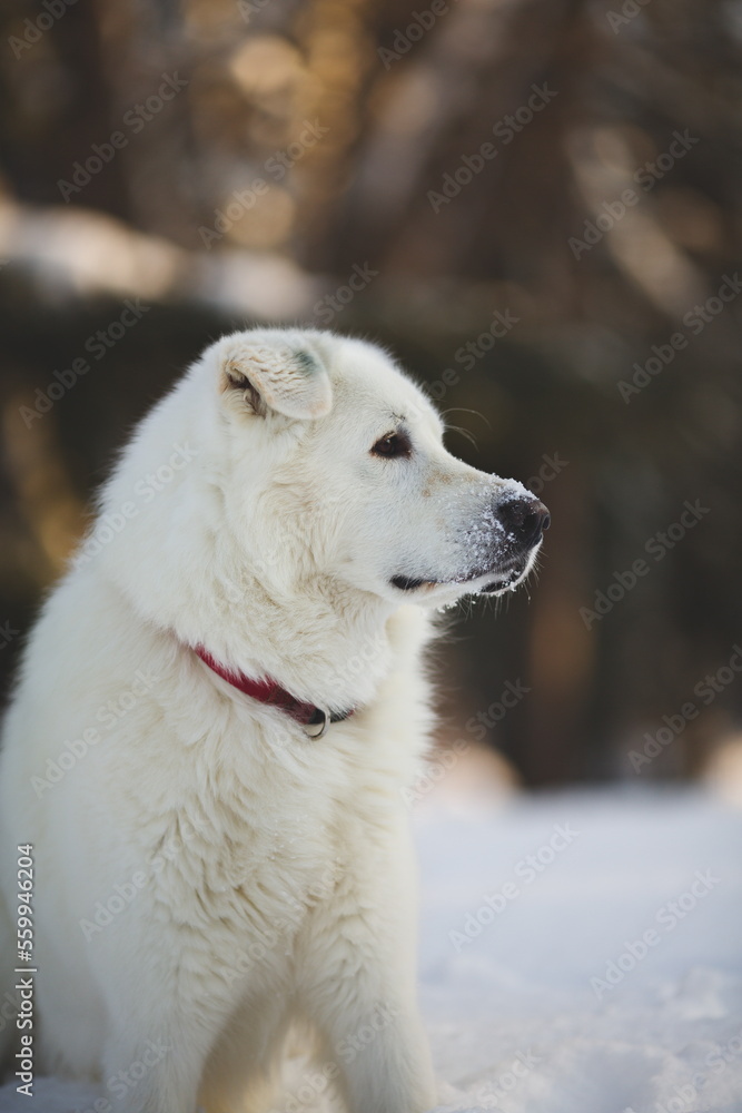 Obraz premium A maremma sheepdog on a farm in Ontario, Canada.