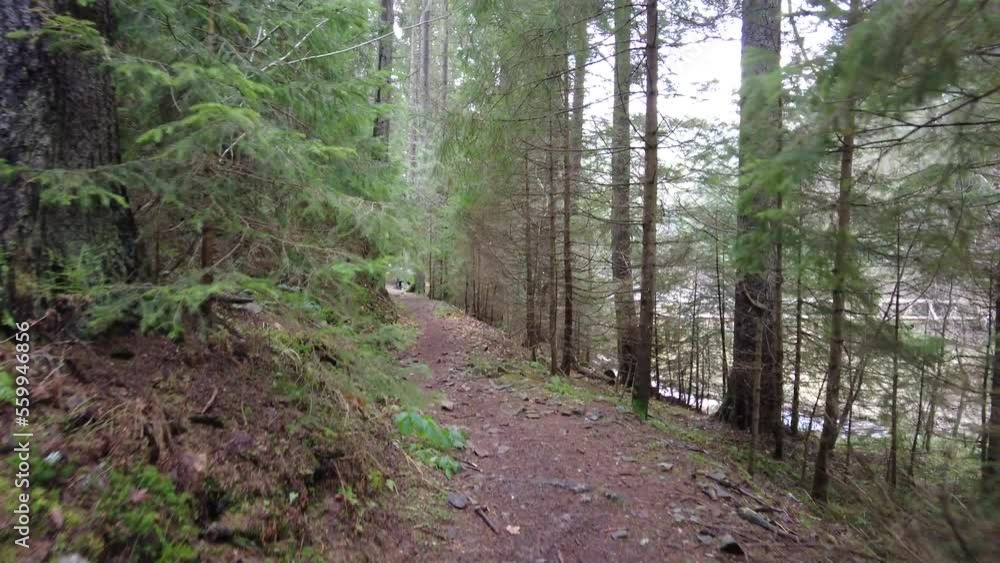 A forest path in the mountains of Ukraine. High mountain lake Synevyr. A forest path in the mountains of Ukraine. High mountain lake Synevyr.