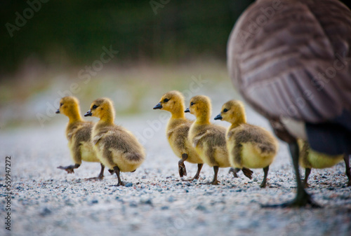 An adult Canada goose and several goslings.