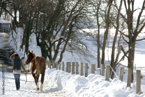 Arabian Horses in the snow. photo