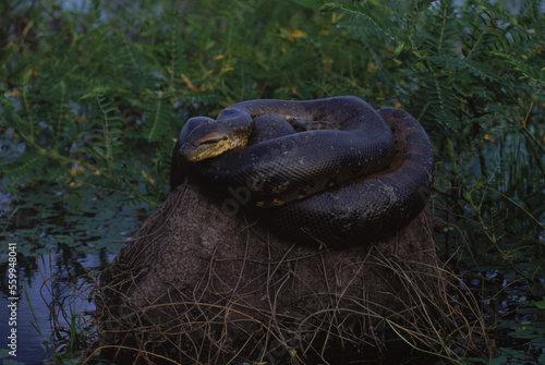 Anaconda on a termite mound. photo