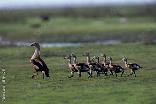 Whistling ducks in the Orinoco River, Venezuela, South America photo