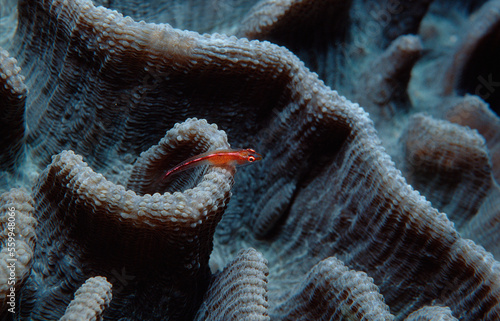 Common ghost goby on hard coral, Pleurosicya mossambica, Indonesia, Indian Ocean, Komodo National Park photo