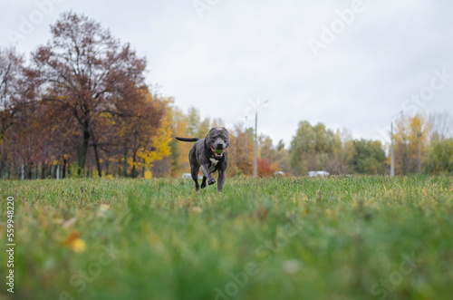 Cute big gray pitbull dog is running with a tennis ball in the fall forest. American pit bull terrier in the autumn park