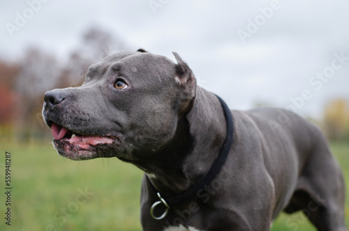 Cute big gray pitbull dog in the fall forest. American pit bull terrier in the autumn park © Anastasiia