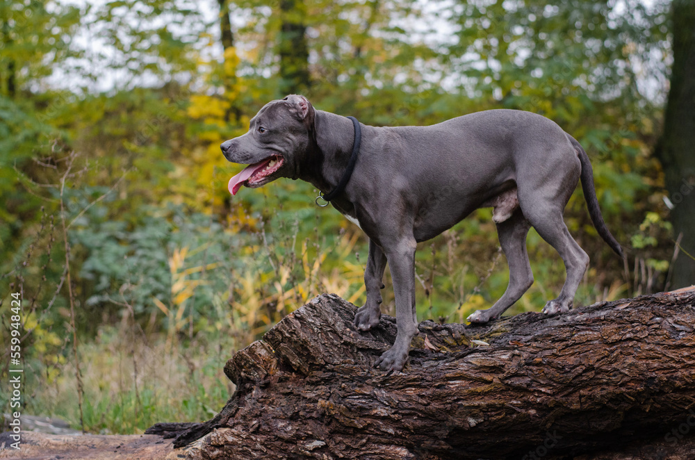 Cute big gray pitbull dog on wood in the fall forest. American pit bull terrier on tree in the autumn park Cute big gray pitbull dog on wood in the fall forest. American pit bull terrier on tree in the autumn park