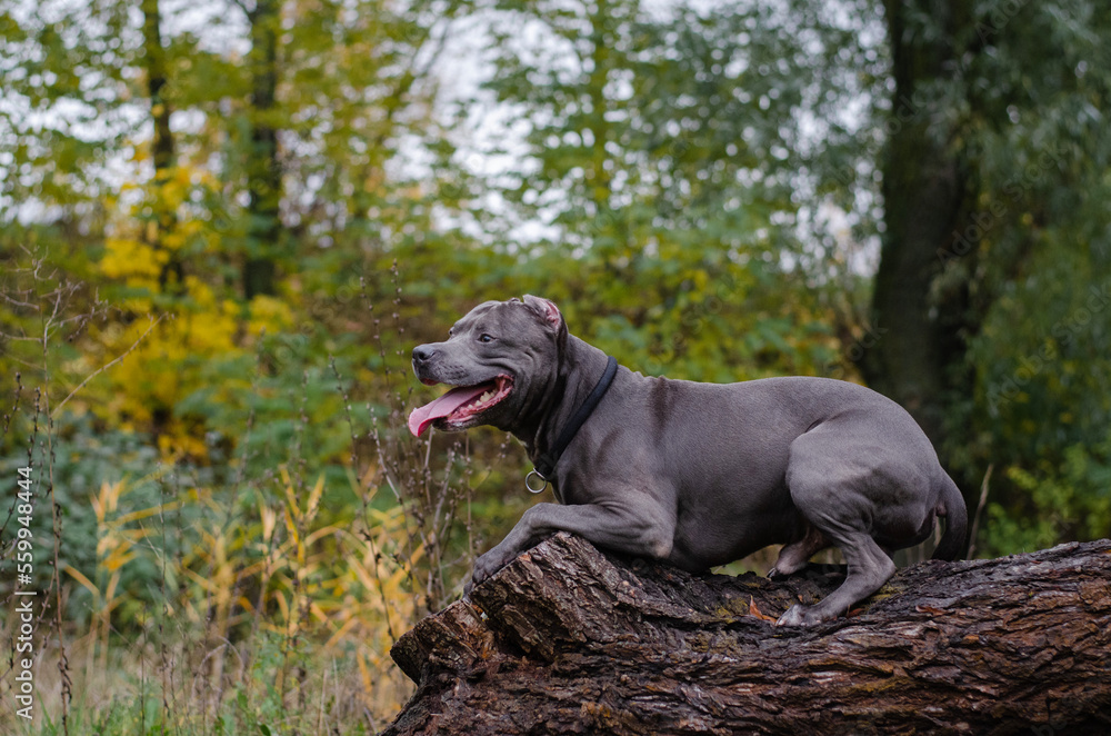 Cute big gray pitbull dog on wood in the fall forest. American pit bull terrier on tree in the autumn park