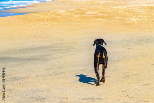 Black dog running walking along the beach and waves Mexico.