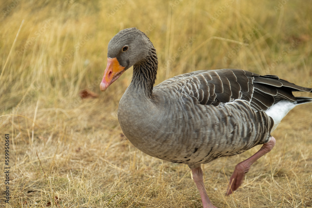 Gray geese walk graze and eat grass.Domestic poultry.Growing and breeding farm geese. farm bird.Raising poultry.goose close-up portrait
