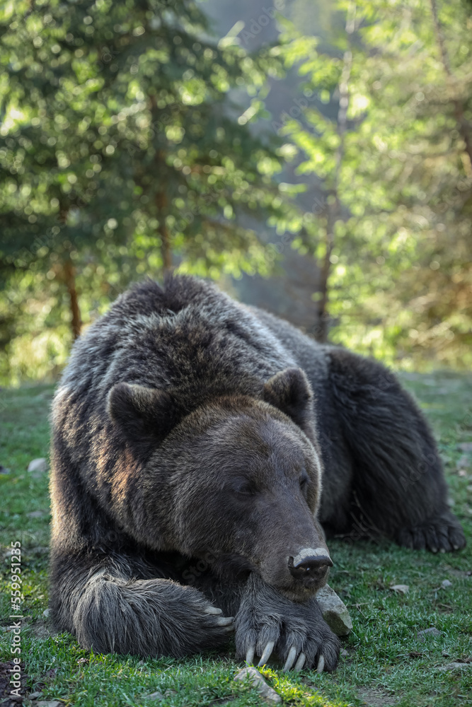 custom made wallpaper toronto digitalAdorable brown bear in forest. Wild animal