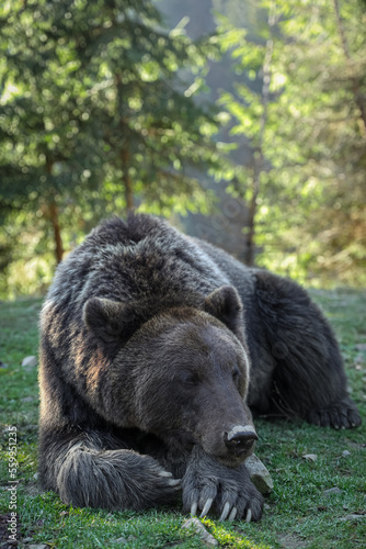 Wallpaper Mural Adorable brown bear in forest. Wild animal Torontodigital.ca